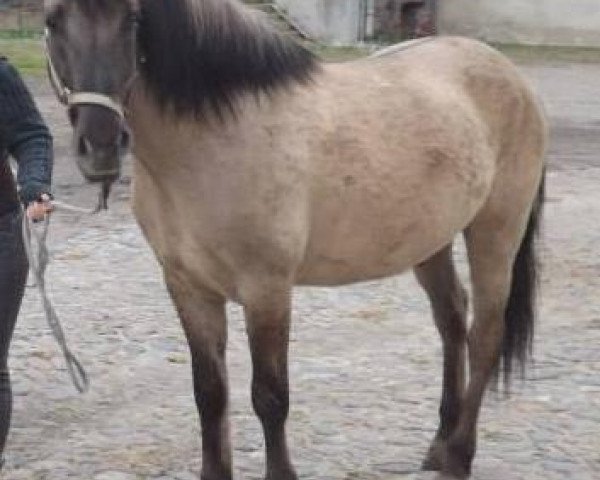 Pferd P-Makler (Konik, 2009, von Parwus)