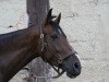 jumper Damina (German Sport Horse, 2009, from Lehnbach)