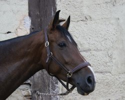 jumper Damina (German Sport Horse, 2009, from Lehnbach)