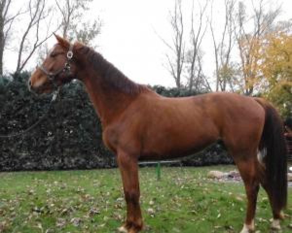 broodmare Luna Aurora (Oldenburg show jumper, 2009, from Light On OLD)