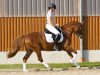 dressage horse Don Vito 14 (German Riding Pony, 2007, from Don Davidoff 5)