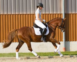 dressage horse Don Vito 14 (German Riding Pony, 2007, from Don Davidoff 5)