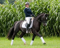 dressage horse Chantre WE (German Riding Pony, 2009, from Calvados)