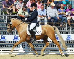 dressage horse Groovy Jack Flash (German Riding Pony, 2009, from HET Golden Dream)