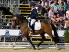 dressage horse Tackmann's Cookie (German Riding Pony, 2011, from Can Dance 3)