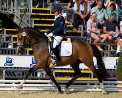 dressage horse Tackmann's Cookie (German Riding Pony, 2011, from Can Dance 3)