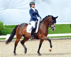 dressage horse Vincento Royal (German Riding Pony, 2006, from Vincent)