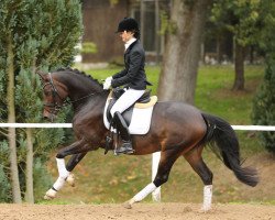 Zuchtstute Rainbow Angel WE (Deutsches Reitpony, 2010, von Hot Cream 3)