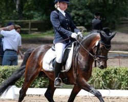 stallion No Problem (German Riding Pony, 2008, from Noir de Luxe)