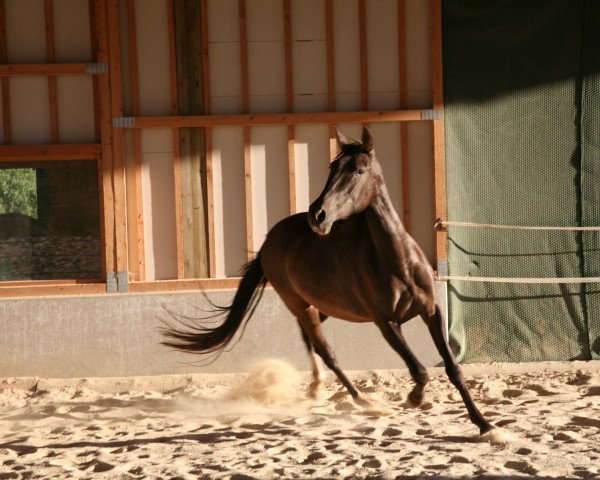 Pferd Duquesa (Pura Raza Espanola (PRE), 2008)