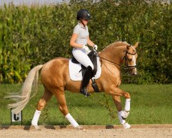 stallion Don Quichotte (German Riding Pony, 2010, from Don Chocolate)