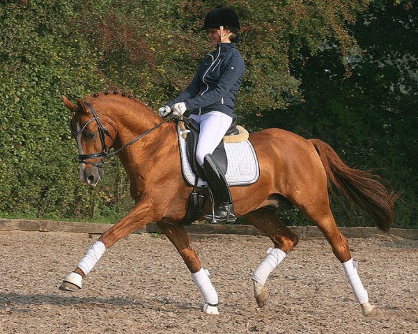 dressage horse Holsteins Dorian (German Riding Pony, 2004, from FS Disagio)