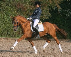 stallion Holsteins Dorian (German Riding Pony, 2004, from Fs Disagio)