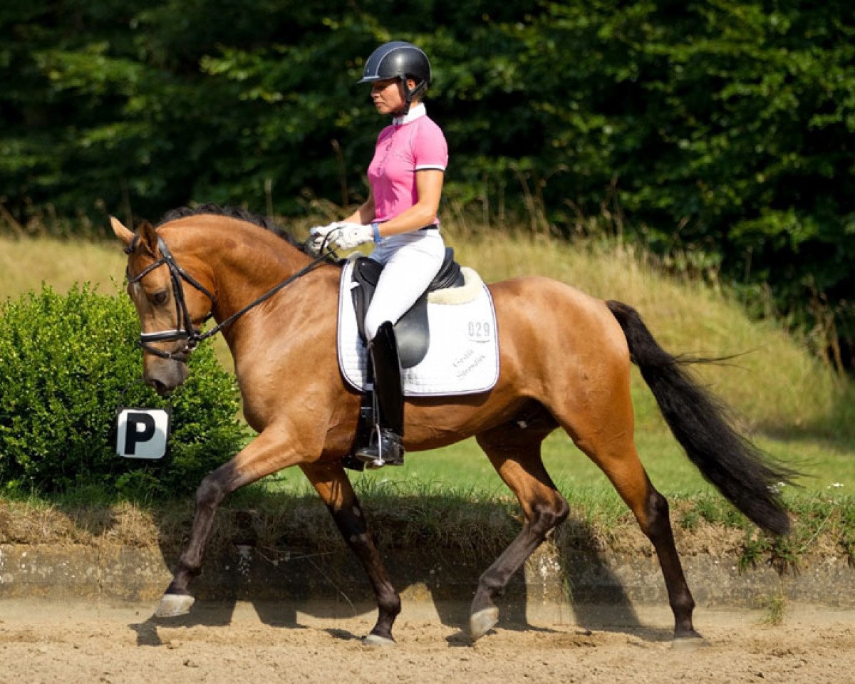 stallion Steendieks Campino (German Riding Pony, 2010, from FS Chambertin)