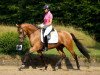 stallion Steendieks Campino (German Riding Pony, 2010, from FS Chambertin)