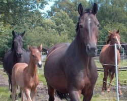 broodmare Hanka (German Sport Horse, 2003, from Corvalon)