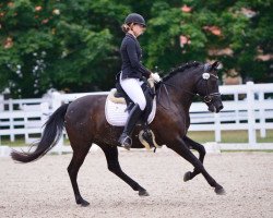 dressage horse I Love Black (German Riding Pony, 2006, from Veivel R)