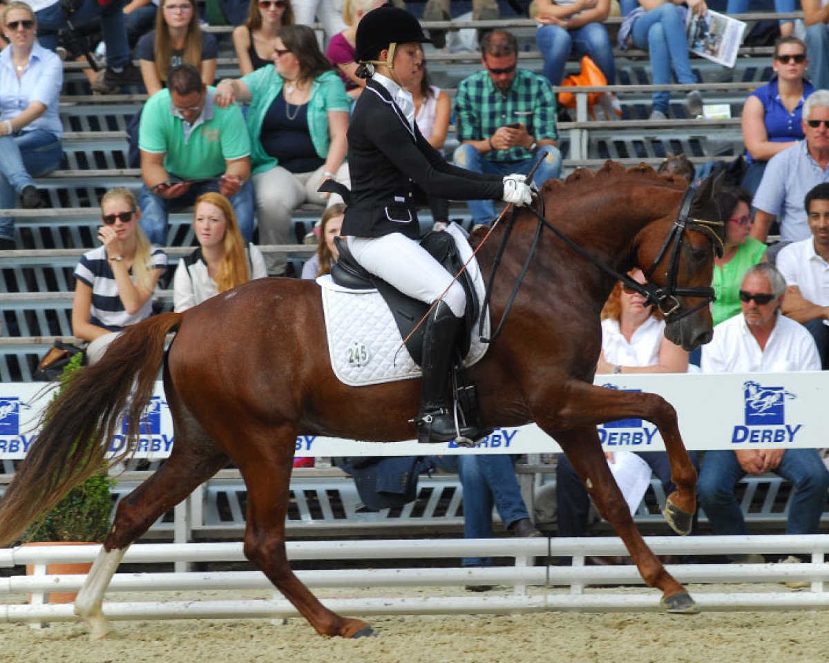 Dressurpferd Charlie Brown (Deutsches Reitpony, 2010, von Constantin)