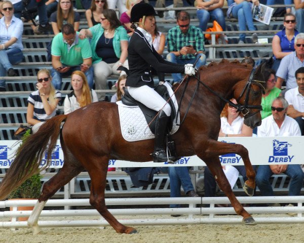 dressage horse Charlie Brown (German Riding Pony, 2010, from Constantin)