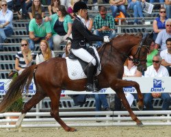 dressage horse Charlie Brown (German Riding Pony, 2010, from Constantin)