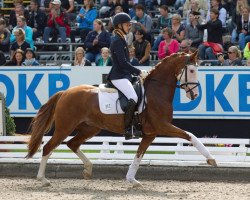 dressage horse Tattoo (German Riding Pony, 2008, from Top Non Stop II)