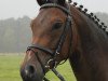 dressage horse Kenn Du Mi D (German Riding Pony, 2009, from Kennedy WE)