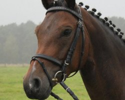 dressage horse Kenn Du Mi D (German Riding Pony, 2009, from Kennedy WE)