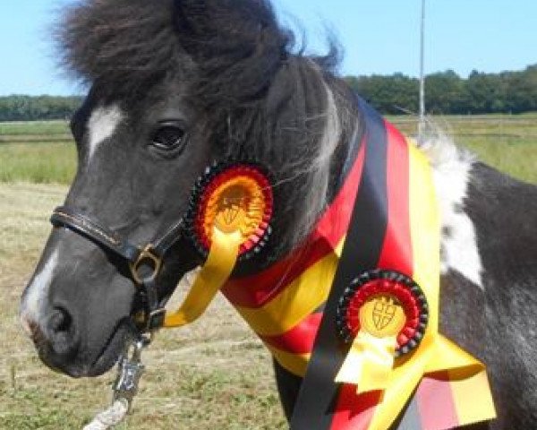 broodmare Candy van de Geest (Shetland Pony, 1992, from Clayton L.H.)