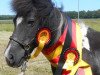 broodmare Candy van de Geest (Shetland Pony, 1992, from Clayton L.H.)