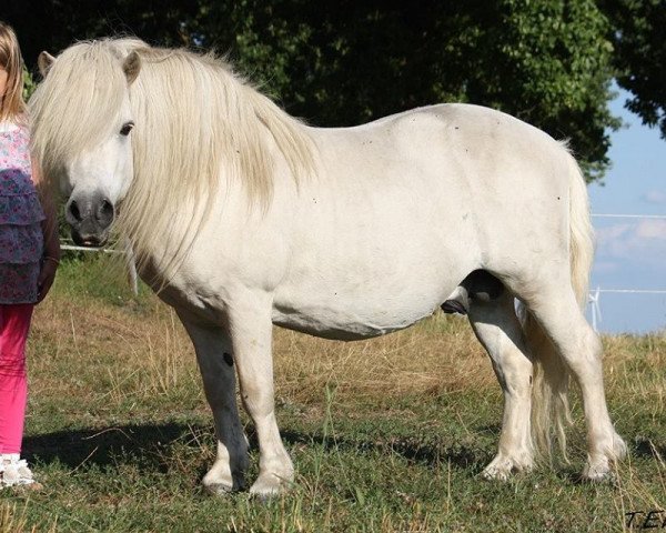stallion Indio (Shetland Pony, 1994, from Ibo)