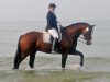 dressage horse Ladival 2 (Westphalian, 2005, from Lacordos)