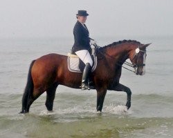 Dressurpferd Ladival 2 (Westfale, 2005, von Lacordos)