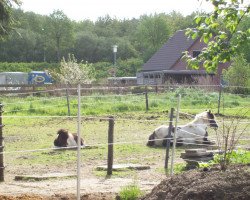 Springpferd Sam (Sachsen-Anhaltiner Kaltblut, 2010, von Rainbow)