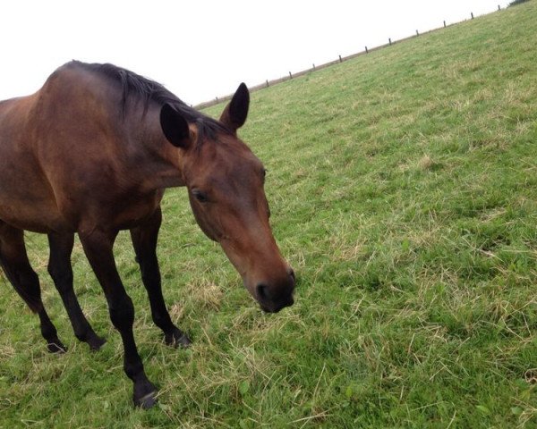 Pferd Anny Dance (Deutsches Reitpferd, 2006, von Air Dancer)