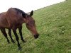 horse Anny Dance (German Warmblood, 2006, from Air Dancer)