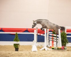 stallion Little Laudatio JK (German Riding Pony, 2019, from Laudatio)