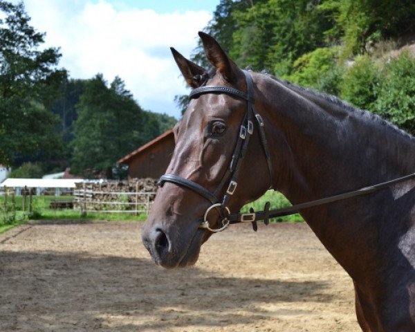 dressage horse Der Dandy (Bavarian, 2010, from Don Frederico)