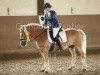 dressage horse Snoopy 506 (Haflinger, 1995)