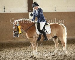 dressage horse Snoopy 506 (Haflinger, 1995)