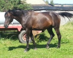 horse Cartier 91 (Hanoverian, 2001, from Carismo II 123 FIN)