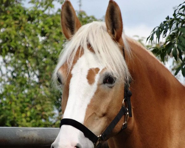 dressage horse Mona (7,81% ox) (Edelbluthaflinger, 2006, from Weltmeister-F)