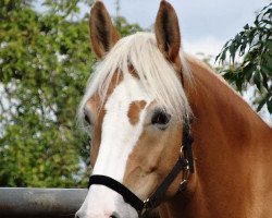 dressage horse Mona (7,81% ox) (Edelbluthaflinger, 2006, from Weltmeister-F)