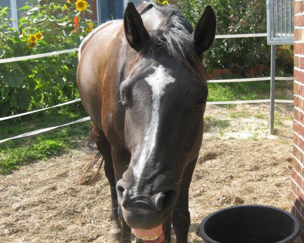 horse Dona Larena (Oldenburg,  , from Blue Hors Leredo)