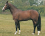 stallion Concorde (KWPN (Royal Dutch Sporthorse), 1984, from Voltaire)