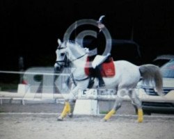 jumper Ashkar's Pride (Nederlands Rijpaarden en Pony, 2002, from Ashkar ox)