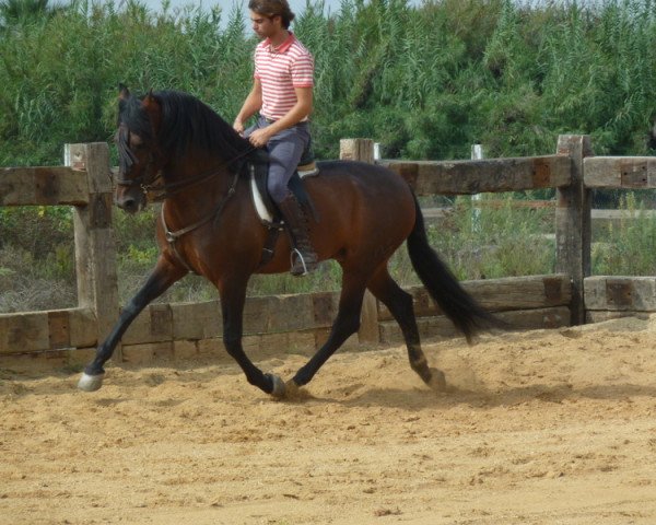 Pferd Murto (Pura Raza Espanola (PRE),  )