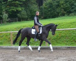 dressage horse Don Frederico x Lauries Crusador (Hanoverian, 2010, from Don Frederico)