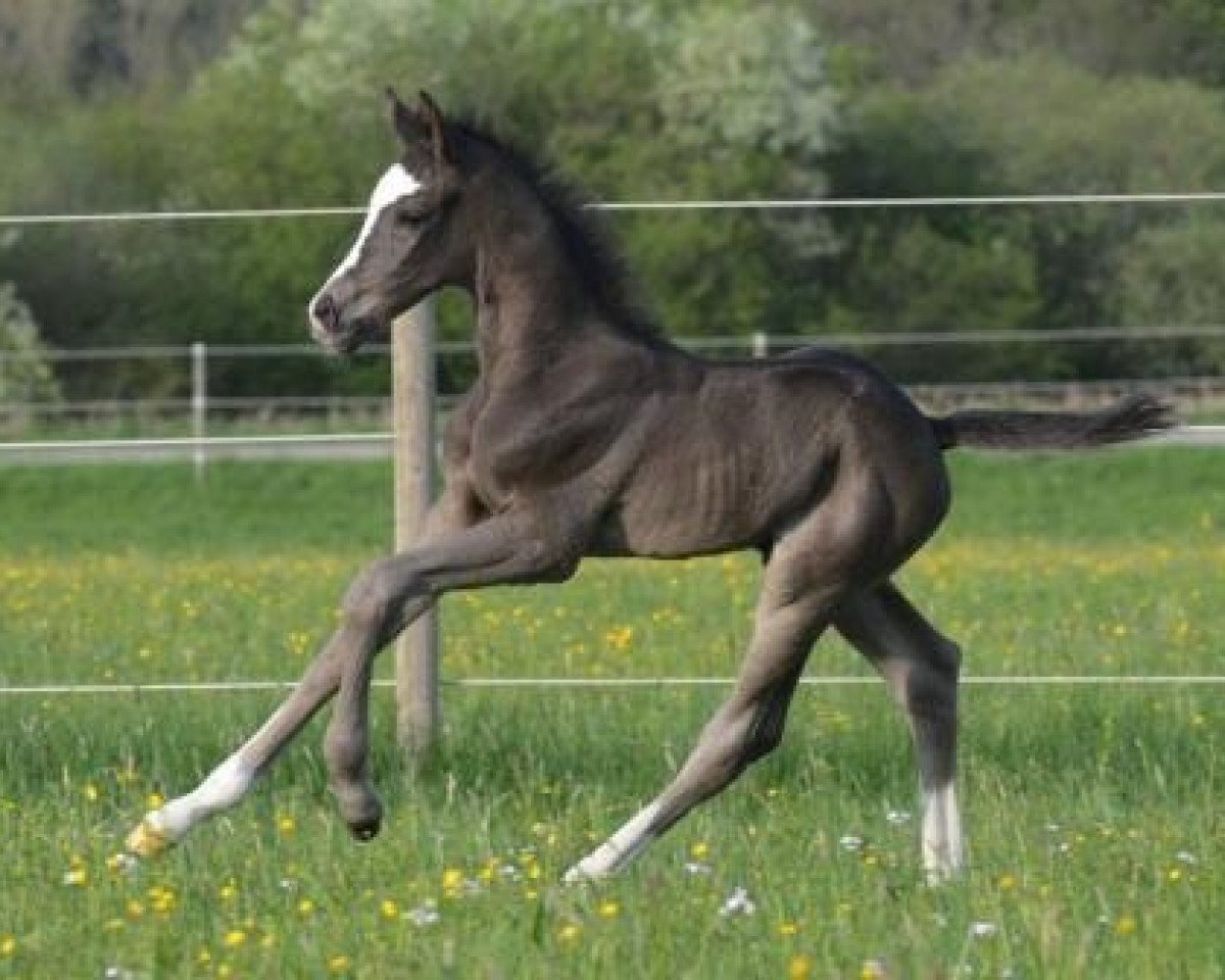 dressage horse Ostertanz 3 (Trakehner, 2014, from Saint Cyr)