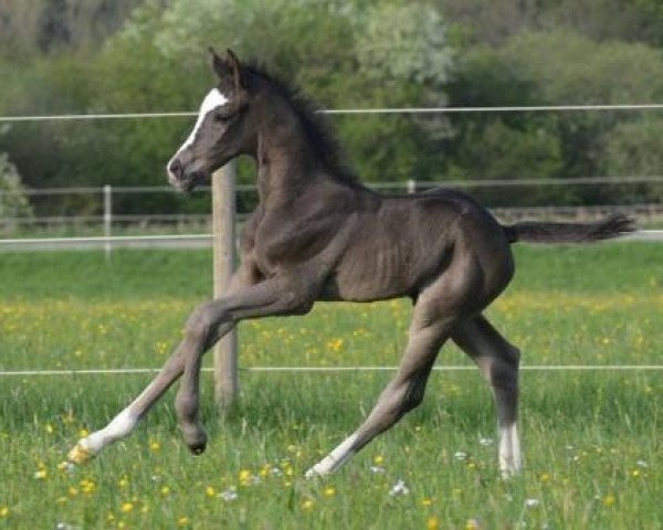 Dressurpferd Ostertanz 3 (Trakehner, 2014, von Saint Cyr)