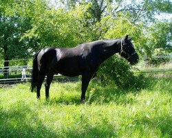 horse Lavando (Württemberger, 1992, from Landsberg)